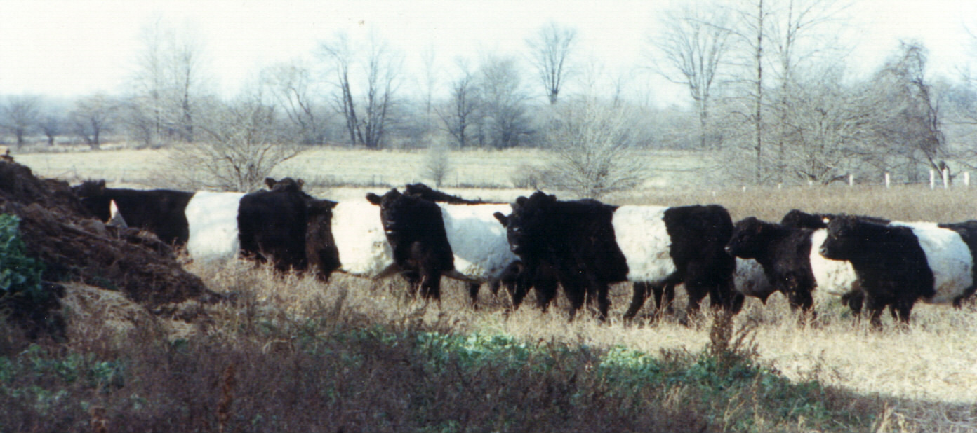 Belted Galloways living free
